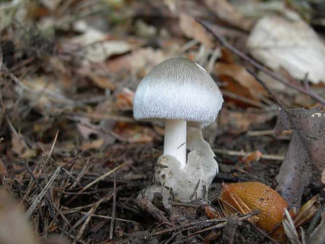 I funghi della foresta di Thann